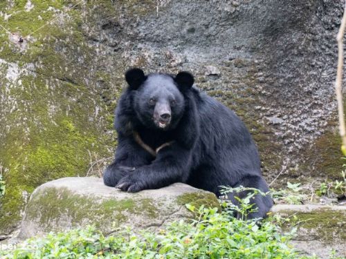 像樹又像鳥巢的神秘裝置？原來是黑熊「黑輪」的益智覓食遊樂場！